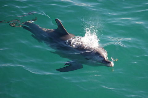 Jervis Bay Dolphin Watch Cruise - Attractions Sydney 1