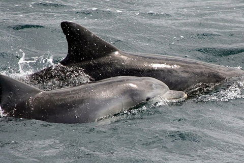 Jervis Bay Dolphin Watch Cruise - Attractions Sydney 2