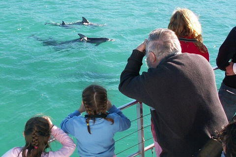Jervis Bay Dolphin Watch Cruise - Attractions Sydney 4