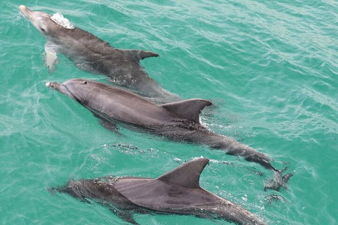 Jervis Bay Dolphin Watch Cruise - Attractions Sydney 5