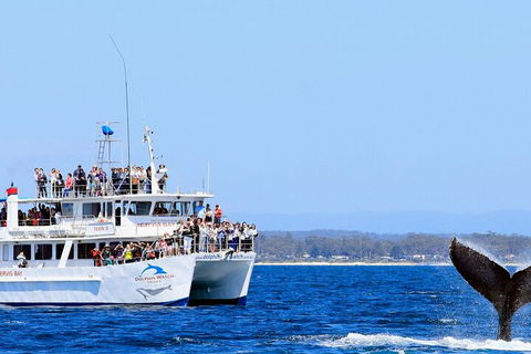 Whale Watching Jervis Bay - Attractions Sydney 4