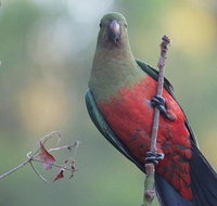 Inside the Greater Blue Mountains World Heritage - A Wildlife Safari Overnight - Attractions Sydney