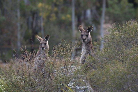 Inside The Greater Blue Mountains World Heritage - A Wildlife Safari Overnight - Attractions Sydney 2