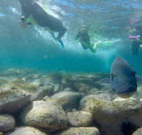 Manly and Shelly Beach Snorkeling Tour - Attractions Sydney