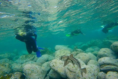 Manly And Shelly Beach Snorkeling Tour - Attractions Sydney 1