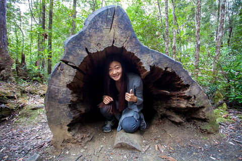 Tahune Airwalk Active Day Trip From Hobart Including Hastings Caves - Attractions Sydney 2
