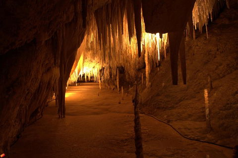 Tahune Airwalk Active Day Trip From Hobart Including Hastings Caves - Attractions Sydney 4