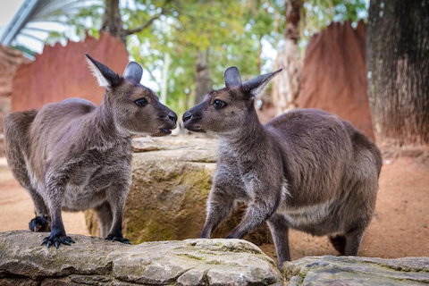 Australia Multi-City Attractions Pass - Attractions Sydney 4