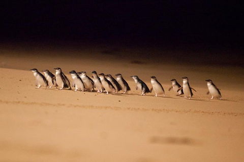 The Ultimate Melbourne Attractions Pass - Attractions Sydney 5