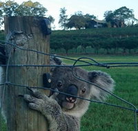 The Secret Vines Experience Port Macquarie - Attractions Sydney