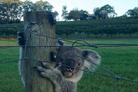 The Secret Vines Experience Port Macquarie - Attractions Sydney 0