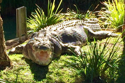 Central Coast Private Tour From Sydney, With Australian Reptile Park Option - Attractions Sydney 4