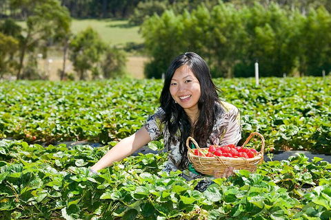 Peninsula Hot Springs Tour With Restaurant Lunch & Gondola Ride - Attractions Sydney 5