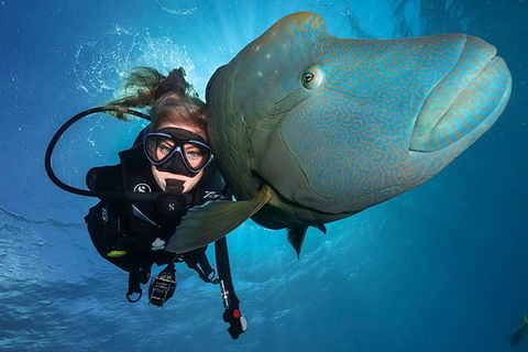 Great Barrier Reef Snorkeling And Diving Cruise From Cairns - Attractions Sydney 0