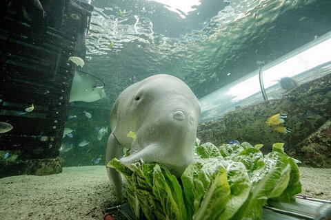 SEA LIFE Sydney Aquarium Entrance Ticket - Attractions Sydney 2