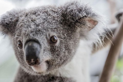 Ultimate Sydney Pass - Attractions Sydney 2
