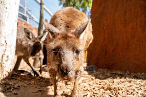 WILD LIFE Sydney Entrance Ticket - Attractions Sydney 3