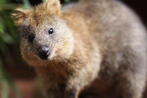 WILD LIFE Sydney Entrance Ticket - Attractions Sydney 4