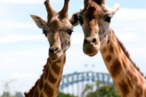 Sydney Harbour Ferry With Taronga Zoo Entry Ticket - Attractions Sydney 1