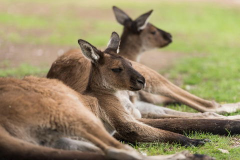 Private Ballarat And Sovereign Hill Tour From Melbourne - Attractions Sydney 0