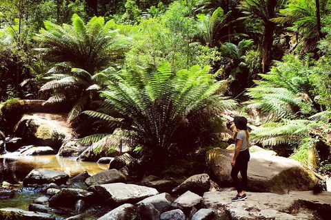 Small Group - Yarra Valley & Dandenong Ranges Hike From Melbourne - Attractions Sydney 4
