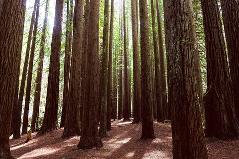 Small Group - Yarra Valley & Dandenong Ranges Hike From Melbourne - Attractions Sydney 5