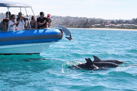 Seal Island Boat Tour From Victor Harbor - Attractions Sydney 5