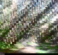 Dandenong Ranges Private Tour Including William Ricketts Sanctuary - Attractions Sydney