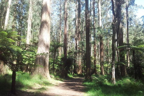 Dandenong Ranges Private Tour Including William Ricketts Sanctuary - Attractions Sydney 0