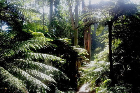 Dandenong Ranges Private Tour Including William Ricketts Sanctuary - Attractions Sydney 1