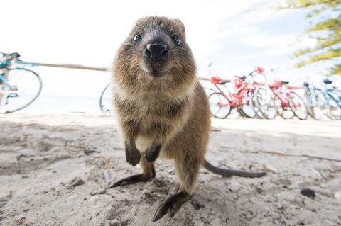 Rottnest Island Round-Trip Ferry From Perth Or Fremantle - Attractions Sydney 3