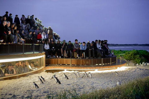 Small-Group Phillip Island Penguin Parade Day Tour From Melbourne - Attractions Sydney 3