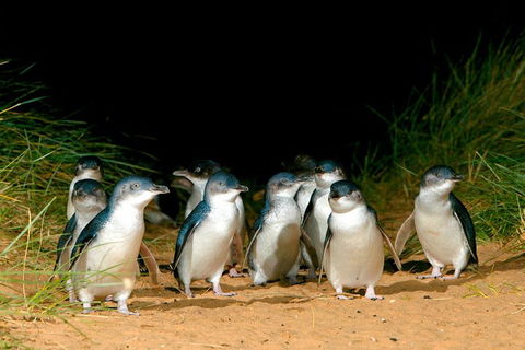 Puffing Billy, Moonlit Sanctuary & Penguins Day Tour - Attractions Sydney 0
