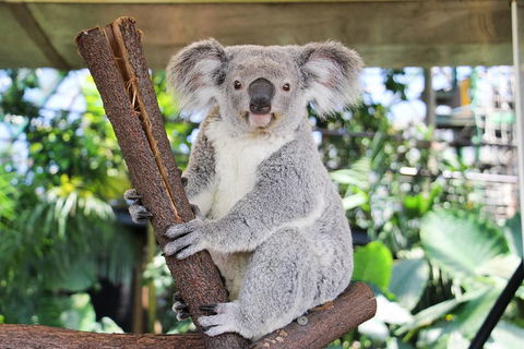 Cairns ZOOM And Wildlife Dome - Attractions Sydney 0