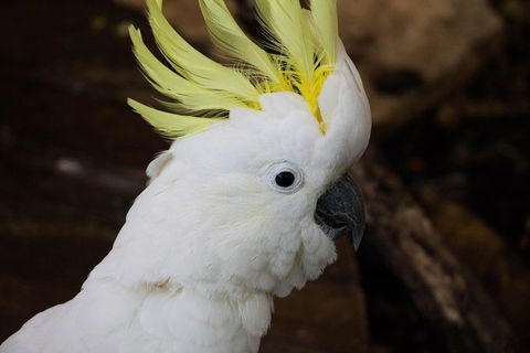 Cairns ZOOM And Wildlife Dome - Attractions Sydney 2