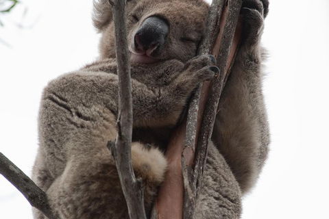 2-Day Kangaroo Island 4WD Small-Group Tour From Adelaide - Attractions Sydney 0