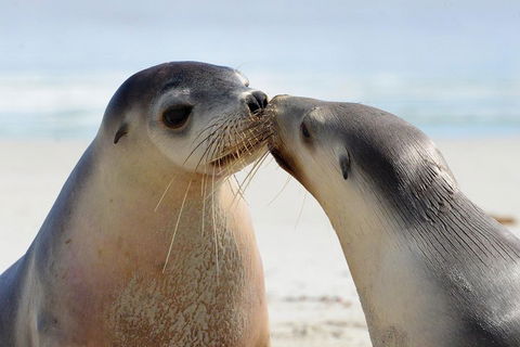 2 Day Ultimate Kangaroo Island With Return Ferry - Attractions Sydney 2