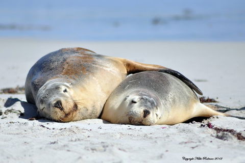 NEW TOUR - Kangaroo Island Road To Recovery Tour (1 Day/1 Night) - Attractions Sydney 1