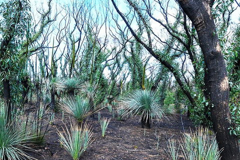 NEW TOUR - Kangaroo Island Road To Recovery Tour (1 Day/1 Night) - Attractions Sydney 3