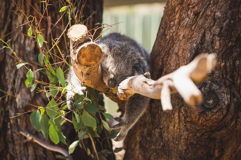 Melbourne City Tour And Phillip Island In One Day - Attractions Sydney 0
