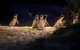Melbourne City Tour And Phillip Island In One Day - thumb 4