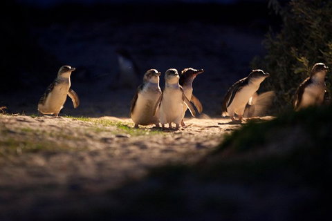 Melbourne City Tour And Phillip Island In One Day - Attractions Sydney 4