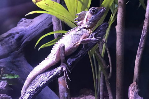 Cairns Aquarium Admission Ticket - Attractions Sydney 0