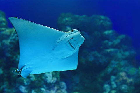 Cairns Aquarium Admission Ticket - Attractions Sydney 2
