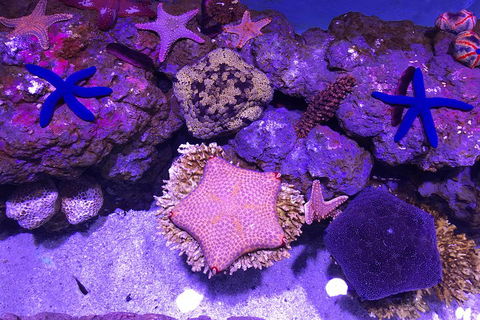 Cairns Aquarium Admission Ticket - Attractions Sydney 5