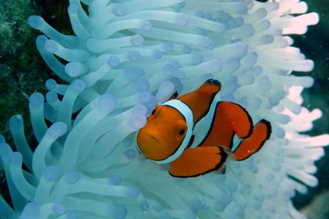 Seastar Luxury Outer Great Barrier Reef Island And Reef Tour From Cairns - Attractions Sydney 0