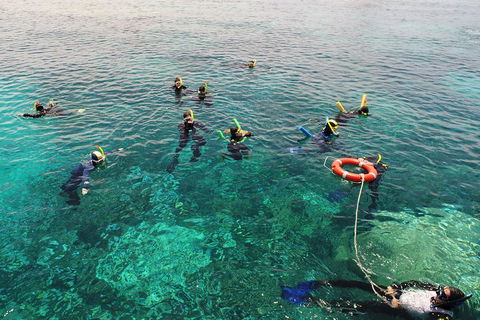 Seastar Luxury Outer Great Barrier Reef Island And Reef Tour From Cairns - Attractions Sydney 2