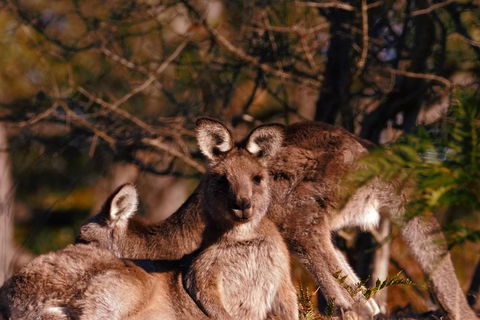 Wild Australian Wildlife 4WD Tour From Sydney - Attractions Sydney 3