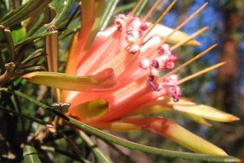 Small-Group Blue Mountains Tour With Bush Walks And Featherdale Wildlife Park - Attractions Sydney 4
