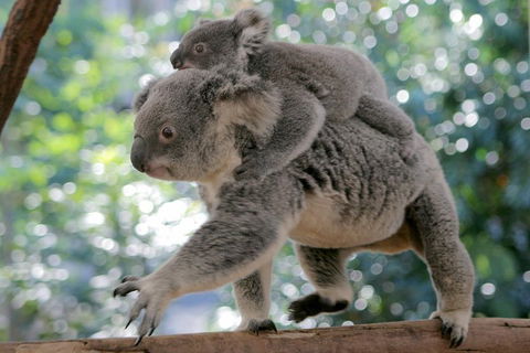 Lone Pine Koala Sanctuary Admission With Brisbane River Cruise - Attractions Sydney 0